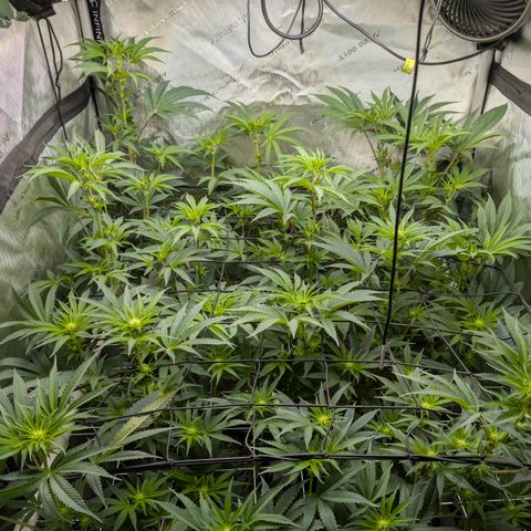 Cherry Kush × OZK × Zkittles growlog timeline photo