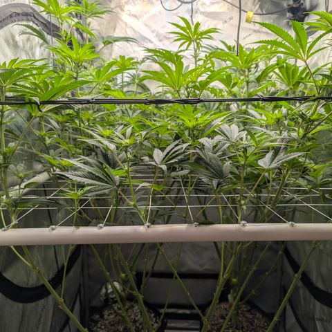 Cherry Kush × OZK × Zkittles growlog timeline photo