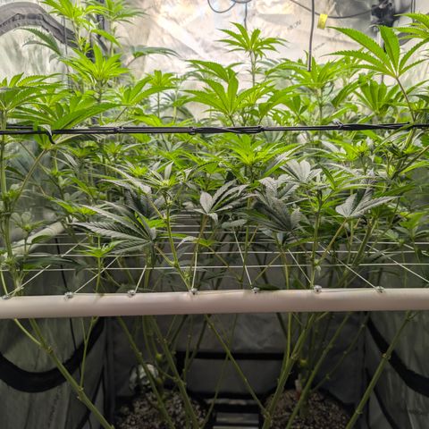 Cherry Kush × OZK × Zkittles growlog timeline photo