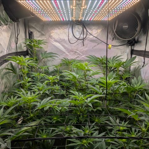 Cherry Kush × OZK × Zkittles growlog timeline photo