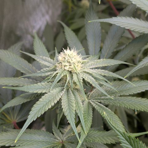 Stinking Rose growlog timeline photo