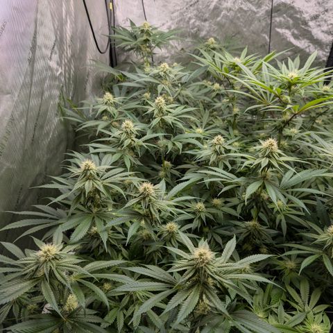 Stinking Rose growlog timeline photo