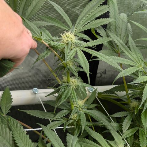 Stinking Rose growlog timeline photo