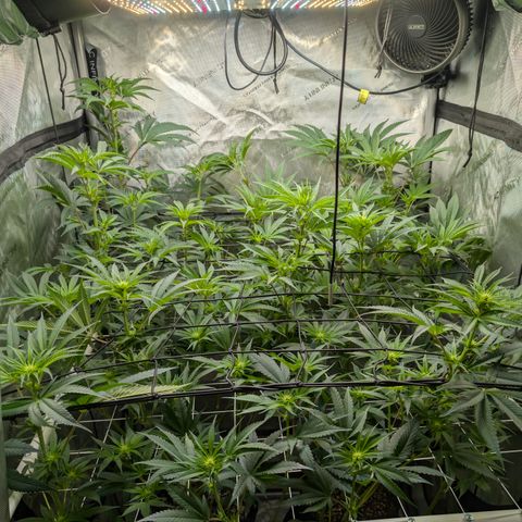 Cherry Kush × OZK × Zkittles growlog timeline photo