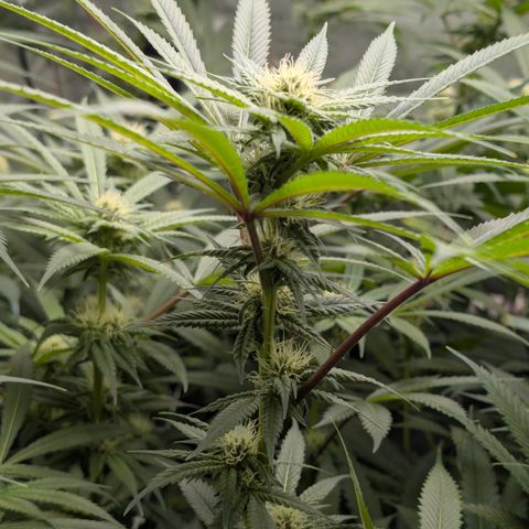 Stinking Rose growlog timeline photo