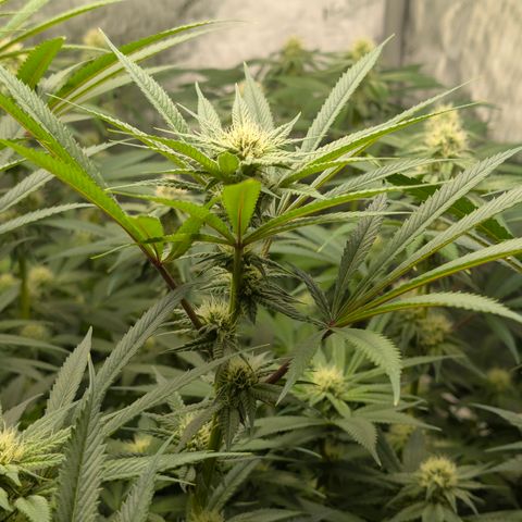 Stinking Rose growlog timeline photo