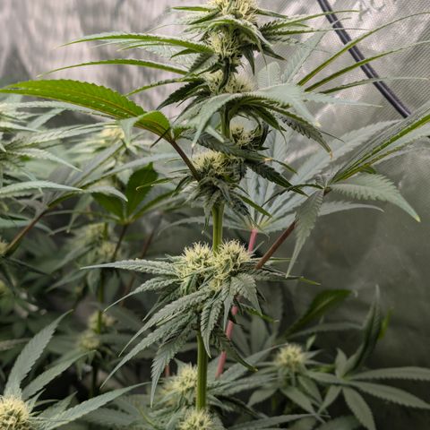 Stinking Rose growlog timeline photo