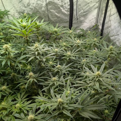 Stinking Rose growlog timeline photo