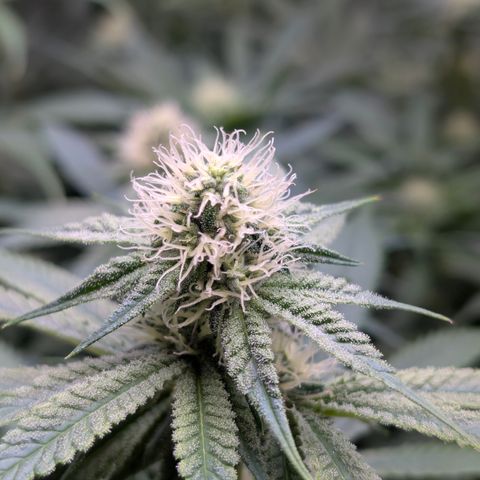 Stinking Rose growlog timeline photo