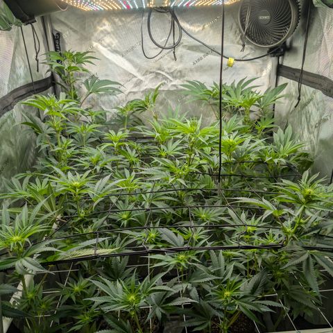 Cherry Kush × OZK × Zkittles growlog timeline photo