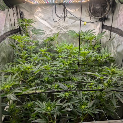 Cherry Kush × OZK × Zkittles growlog timeline photo