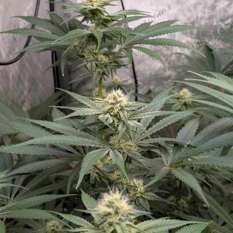 Stinking Rose growlog timeline photo