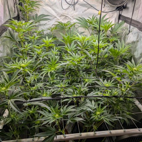 Cherry Kush × OZK × Zkittles growlog timeline photo