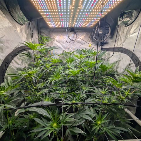 Cherry Kush × OZK × Zkittles growlog timeline photo