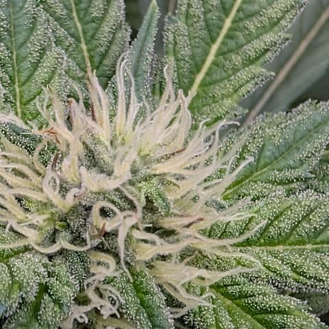 Stinking Rose growlog timeline photo