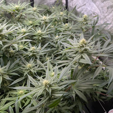 Stinking Rose growlog timeline photo