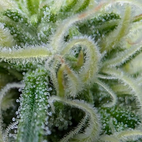 Stinking Rose growlog timeline photo