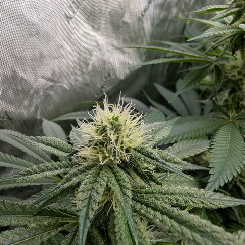 Stinking Rose growlog timeline photo