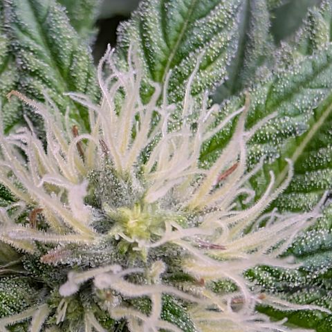 Stinking Rose growlog timeline photo