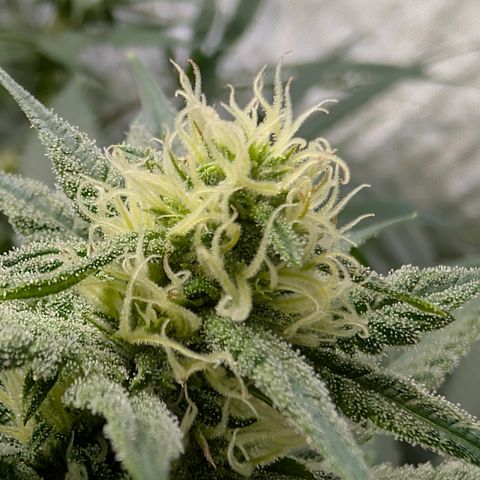 Stinking Rose growlog timeline photo
