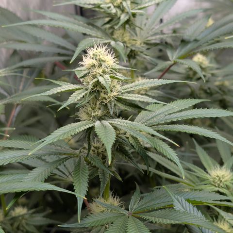 Stinking Rose growlog timeline photo