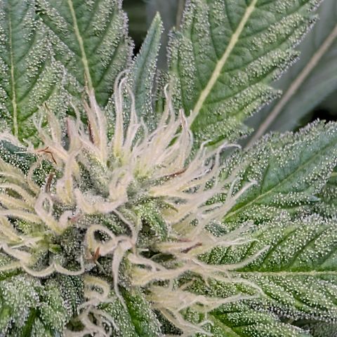 Stinking Rose growlog timeline photo