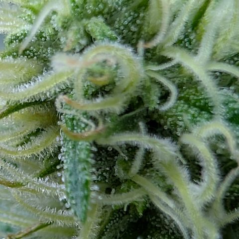 Stinking Rose growlog timeline photo