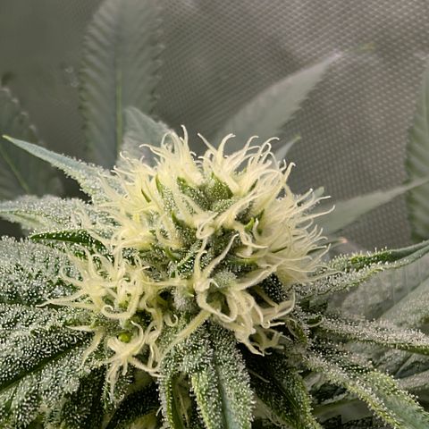 Stinking Rose growlog timeline photo