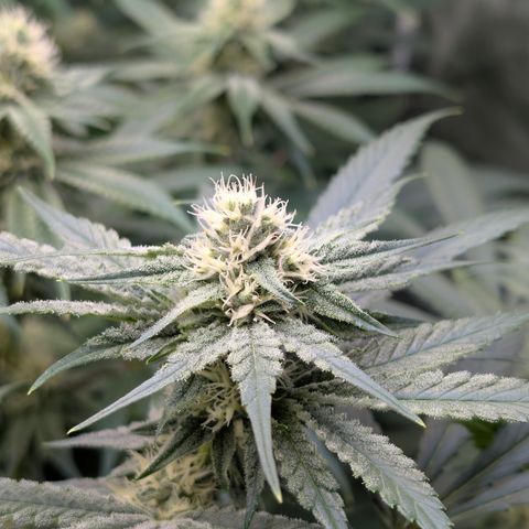 Stinking Rose growlog timeline photo