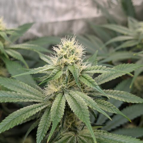 Stinking Rose growlog timeline photo