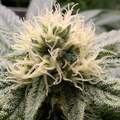 Stinking Rose growlog timeline photo