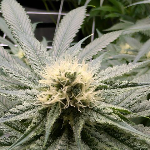 Stinking Rose growlog timeline photo