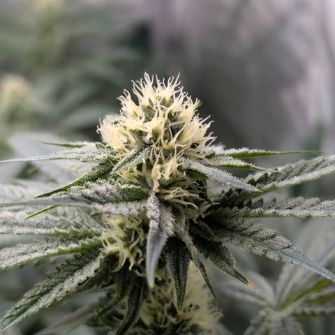 Stinking Rose growlog timeline photo
