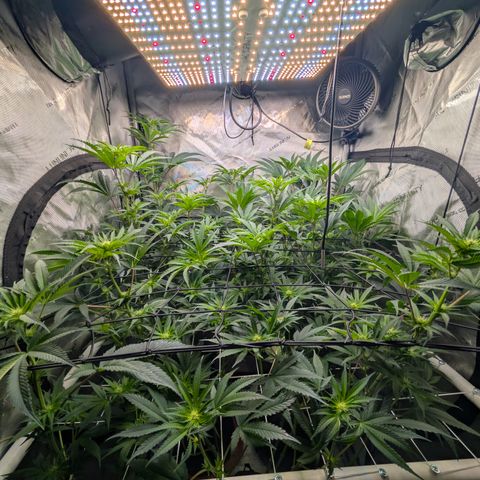 Cherry Kush × OZK × Zkittles growlog timeline photo