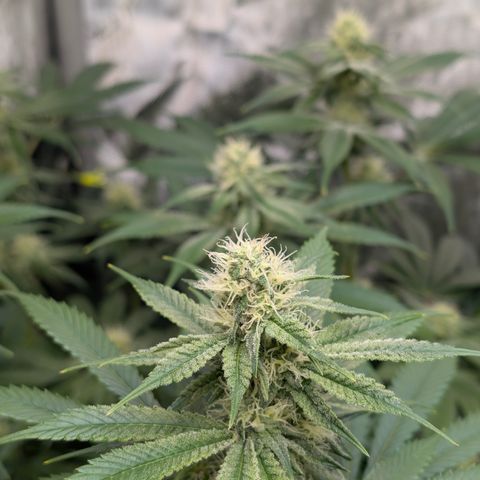 Stinking Rose growlog timeline photo