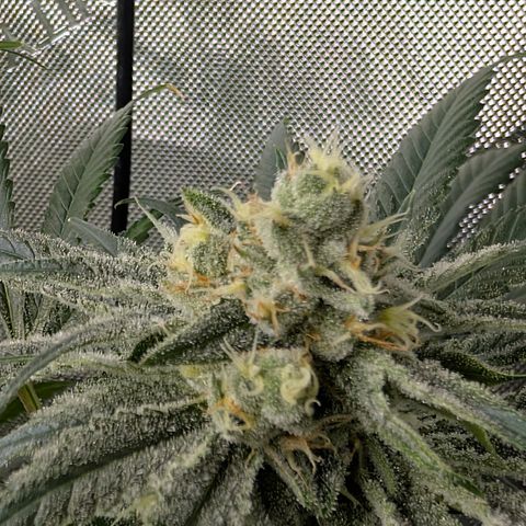 Stinking Rose growlog timeline photo
