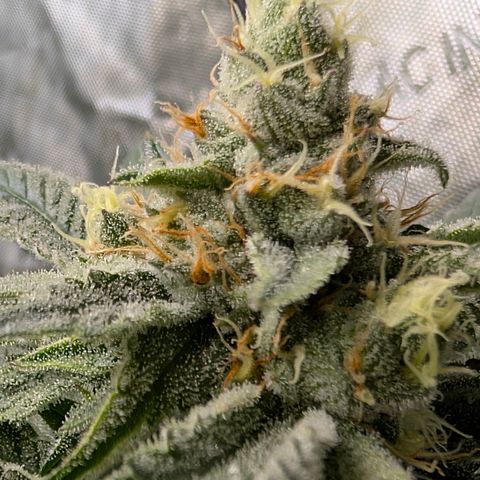 Stinking Rose growlog timeline photo