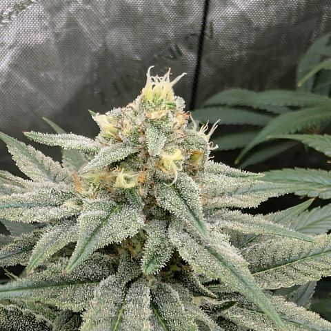 Stinking Rose growlog timeline photo