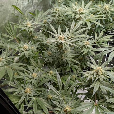 Stinking Rose growlog timeline photo