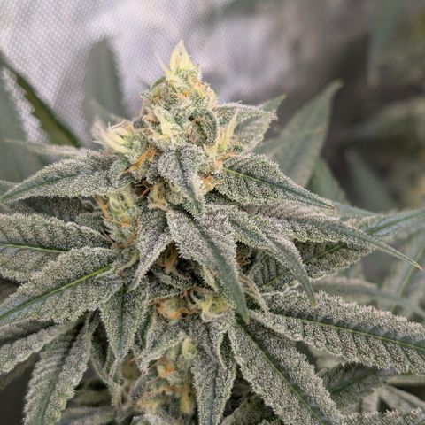 Stinking Rose growlog timeline photo