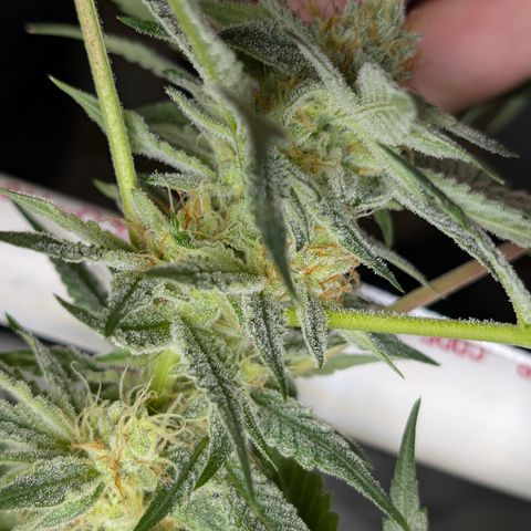 Stinking Rose growlog timeline photo