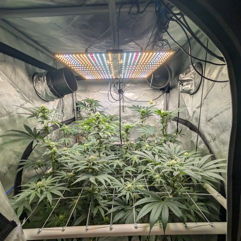 Cherry Kush × OZK × Zkittles growlog timeline photo