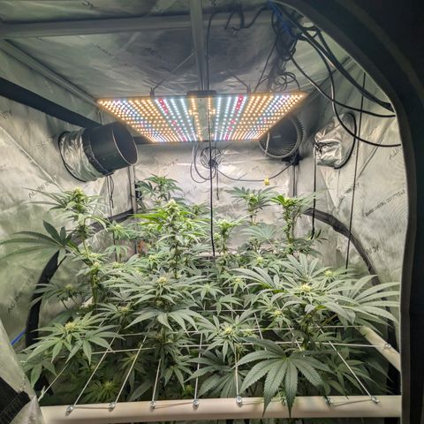 Cherry Kush × OZK × Zkittles growlog timeline photo