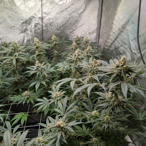 Stinking Rose growlog timeline photo