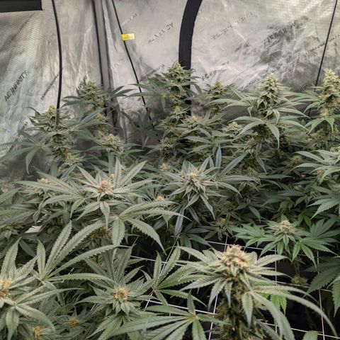 Stinking Rose growlog timeline photo