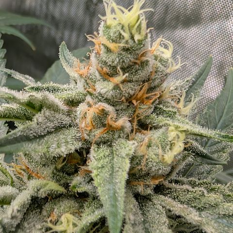 Stinking Rose growlog timeline photo