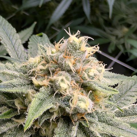 Stinking Rose growlog timeline photo