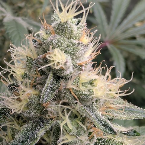 Stinking Rose growlog timeline photo