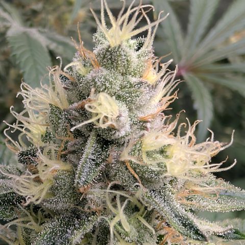 Stinking Rose growlog timeline photo
