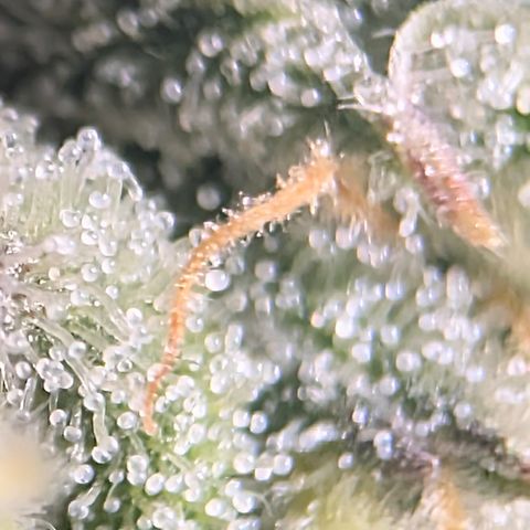 Stinking Rose growlog timeline photo